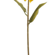 Słonecznik pojedynczy CV31423 60cm