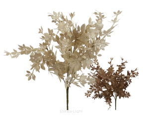 Cissus pasiasty x5 124CANFC4720 h35cm
