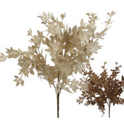 Cissus pasiasty x5 124CANFC4720 h35cm