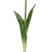 Tulipan gumowy CV13553 46cm