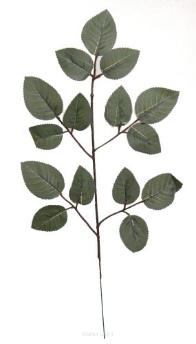 zielony