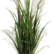 Trawa pampasowa w doniczce CV17593 h97/śr16cm