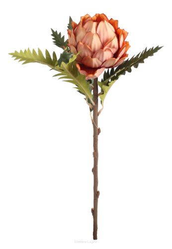 Protea na łodydze 52cm 070612