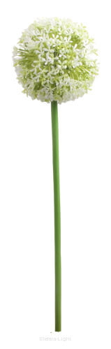 Czosnek pudrowany AB8234 55cm