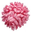 cameo pink # XYMA430 różowy jasny