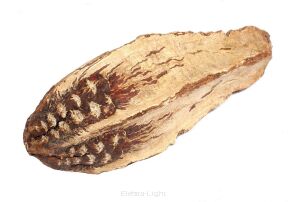 Mehogny Natural 10-15cm 19784