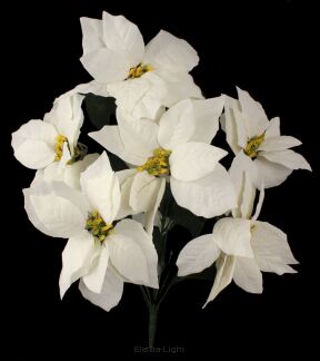 Bukiet gwiazdy betlejemskiej x7 CV15895 50cm