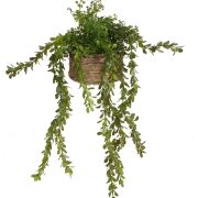 Doniczka wisząca z rośliną 24755 124CAN050 śr13/h70cm