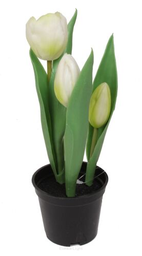 Tulipan gumowy w doniczce CV10553