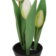 Tulipan gumowy w doniczce CV10553