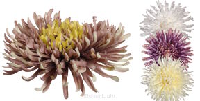 Chryzantema wyrobowa 15cm KDGT36