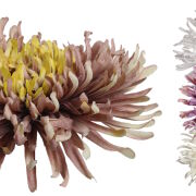 Chryzantema wyrobowa 15cm KDGT36