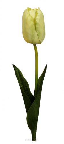 Tulipan satynowy na łodydze KDGT97 60cm
