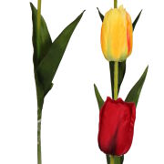 Tulipan satynowy na łodydze KDGT97 60cm