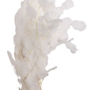 Eukaliptus populus susz biały 249CAN217 60cm (27106)
