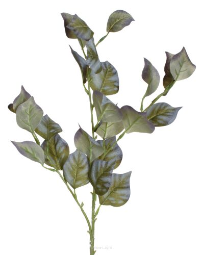 zielony