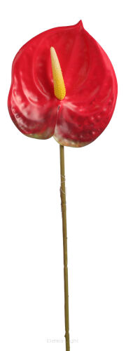 Anturium na łodydze JX016 58cm OSTATNIA SZTUKA