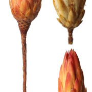 Repens RGS różne kolory