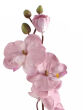 liliowy cieniowany B