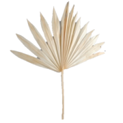 Palm sun spear L wybielany około 50cm