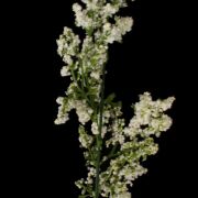 Dodatek wrzosiec Z670 46cm