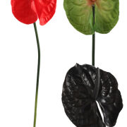Anturium gumowe na łodydze CV32896 h70cm