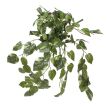 scindapsus