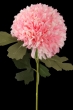 różowy z kremowymi przebarwieniami MIX2