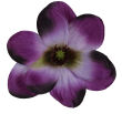 fioletowy 29