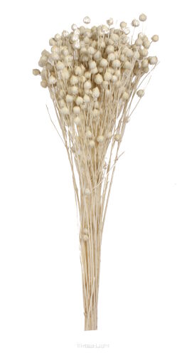 Len farbowany - susz rodzimy 11841 45-60cm 65g