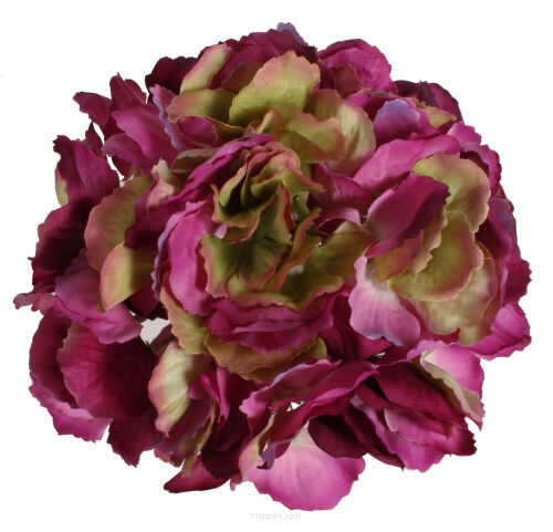 Hortensja wyrobowa KDGK63 18cm