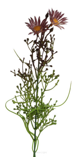 Nagietek Z6716 h50cm