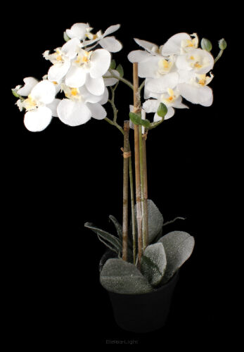 Storczyk ośnieżony w doniczce CV18852 h55/śr15cm
