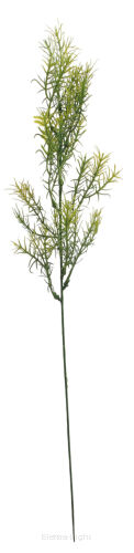 Asparagus FXDJ403/A