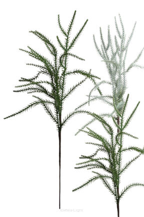 Widłak jałowcowy 50cm A626