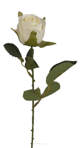 Róża pojedyncza 50cm KDGK170