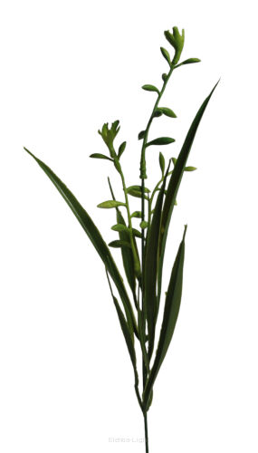 Żywokost lekarski A584 h50cm