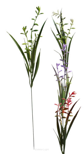 Żywokost lekarski A584 h50cm