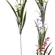 Żywokost lekarski A584 h50cm